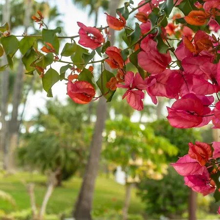 Tetuan 15 - Oasis Apartment Nerja